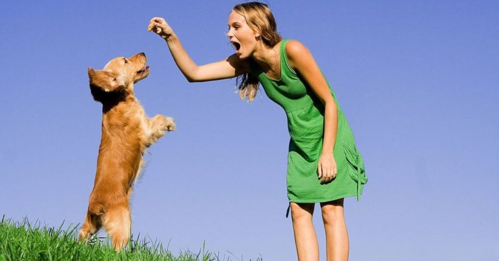 types of dog training