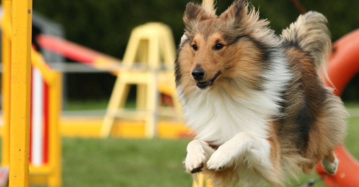 cost of dog training