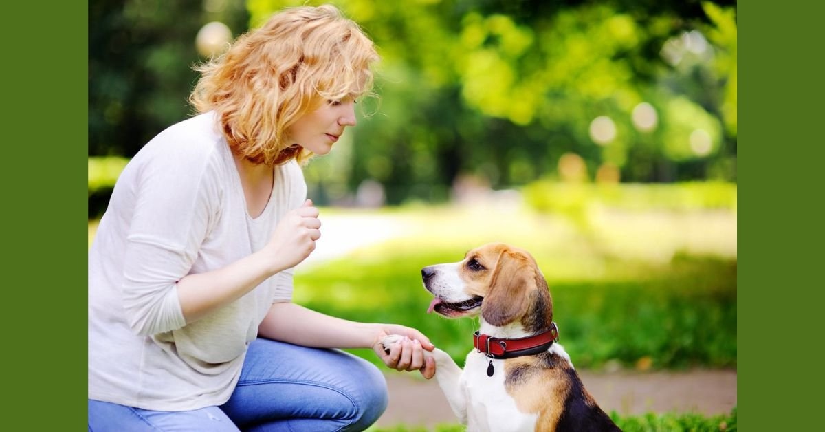 is dog training worth it